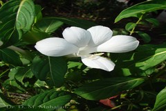 Barleria grandiflora